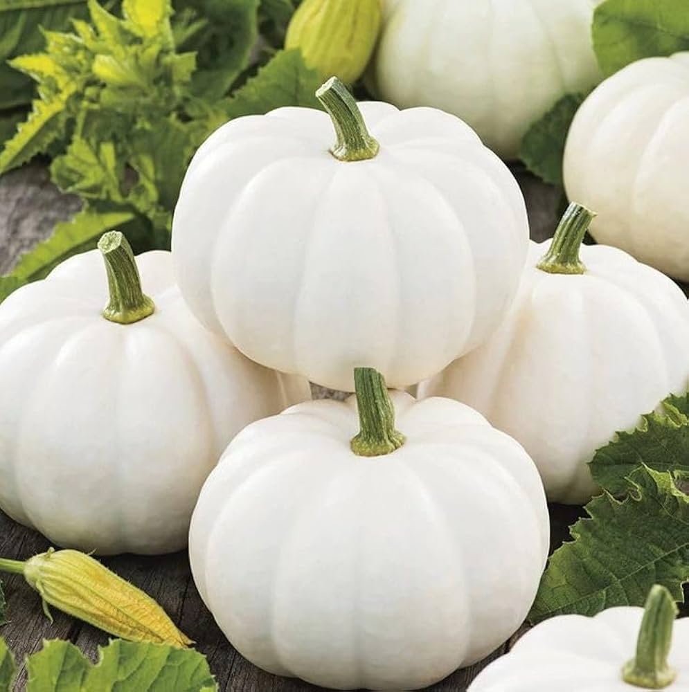 Ripe white pumpkins in the garden