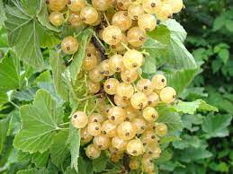 Ripe yellow currant berries ready for harvest