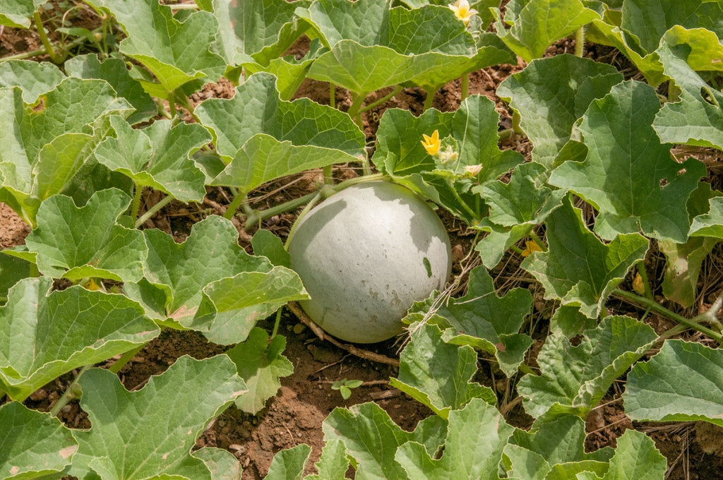Ripe yellow melon growing on healthy vine