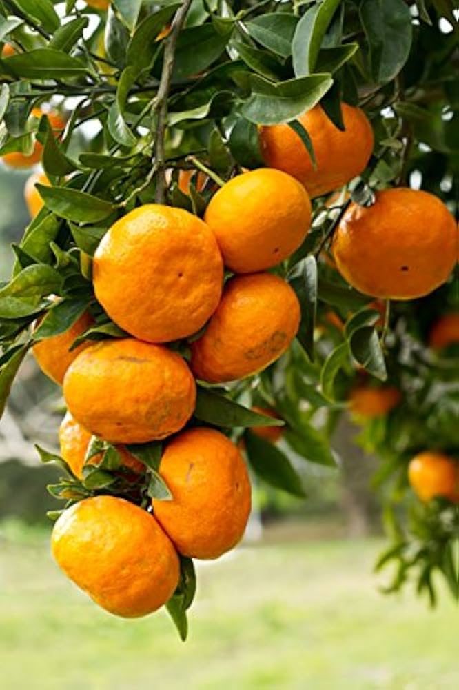 Ripe yellow-orange citrus fruits ready for harvest