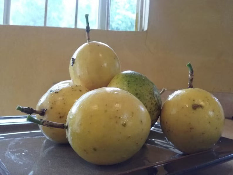 Ripe yellow maracuja passion fruits hanging on vine
