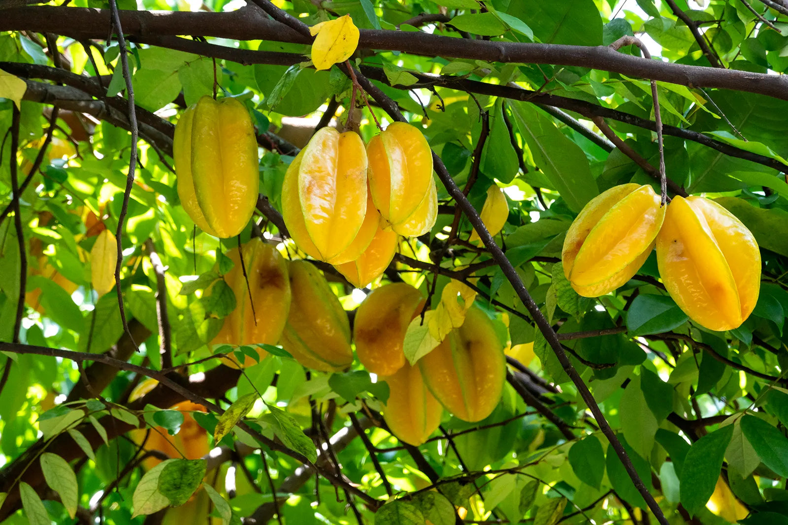 Ripe yellow starfruit ready for harvest