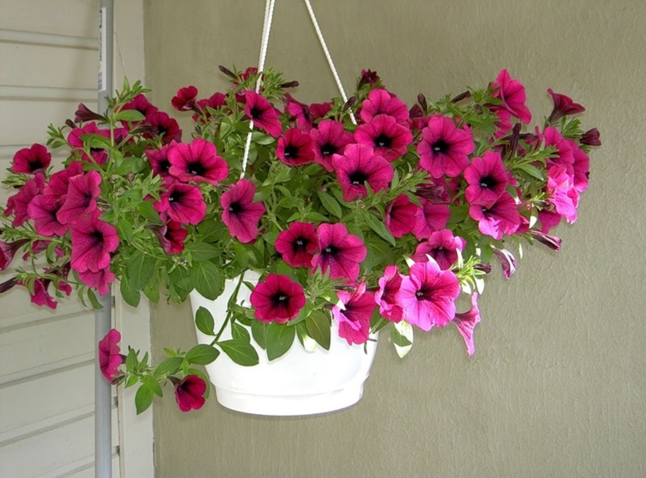 Pink Oblique Petunia Flower Seeds For Easy Planting