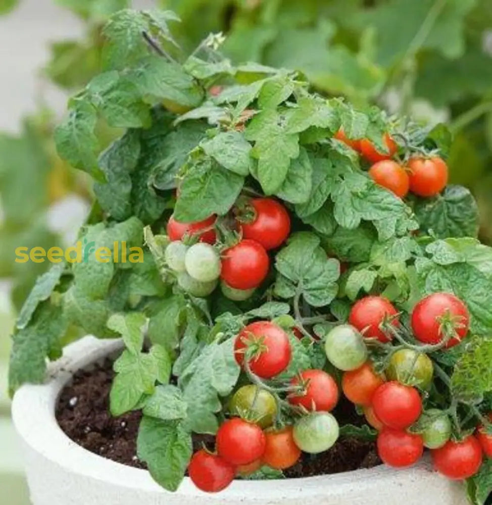 Robin Tomato Seeds For Planting  Premium Vegetable Seeds