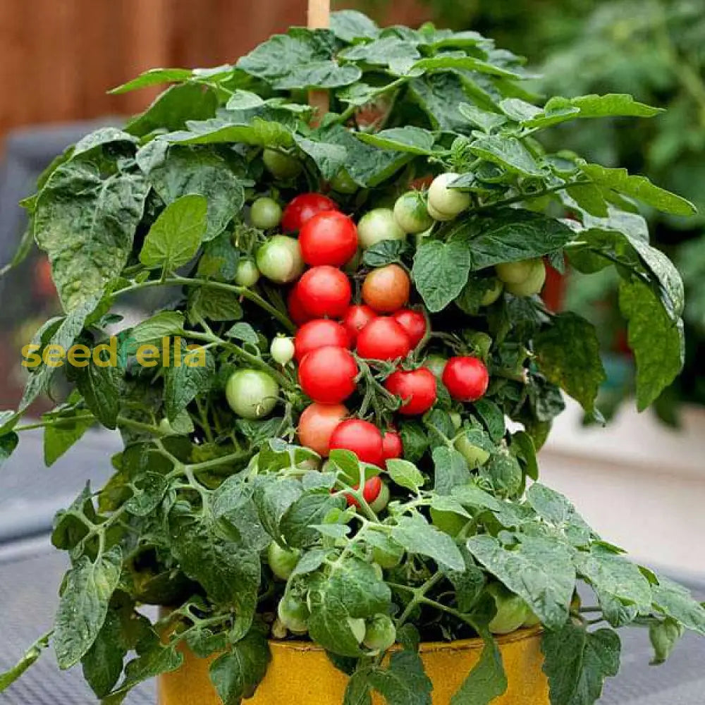 Robin Tomato Seeds For Planting  Premium Vegetable Seeds