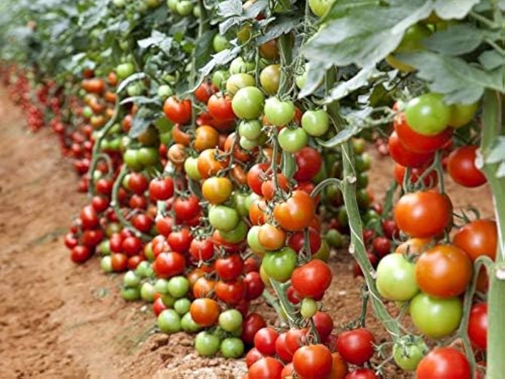 Robin Tomato seeds for planting Non-GMO variety