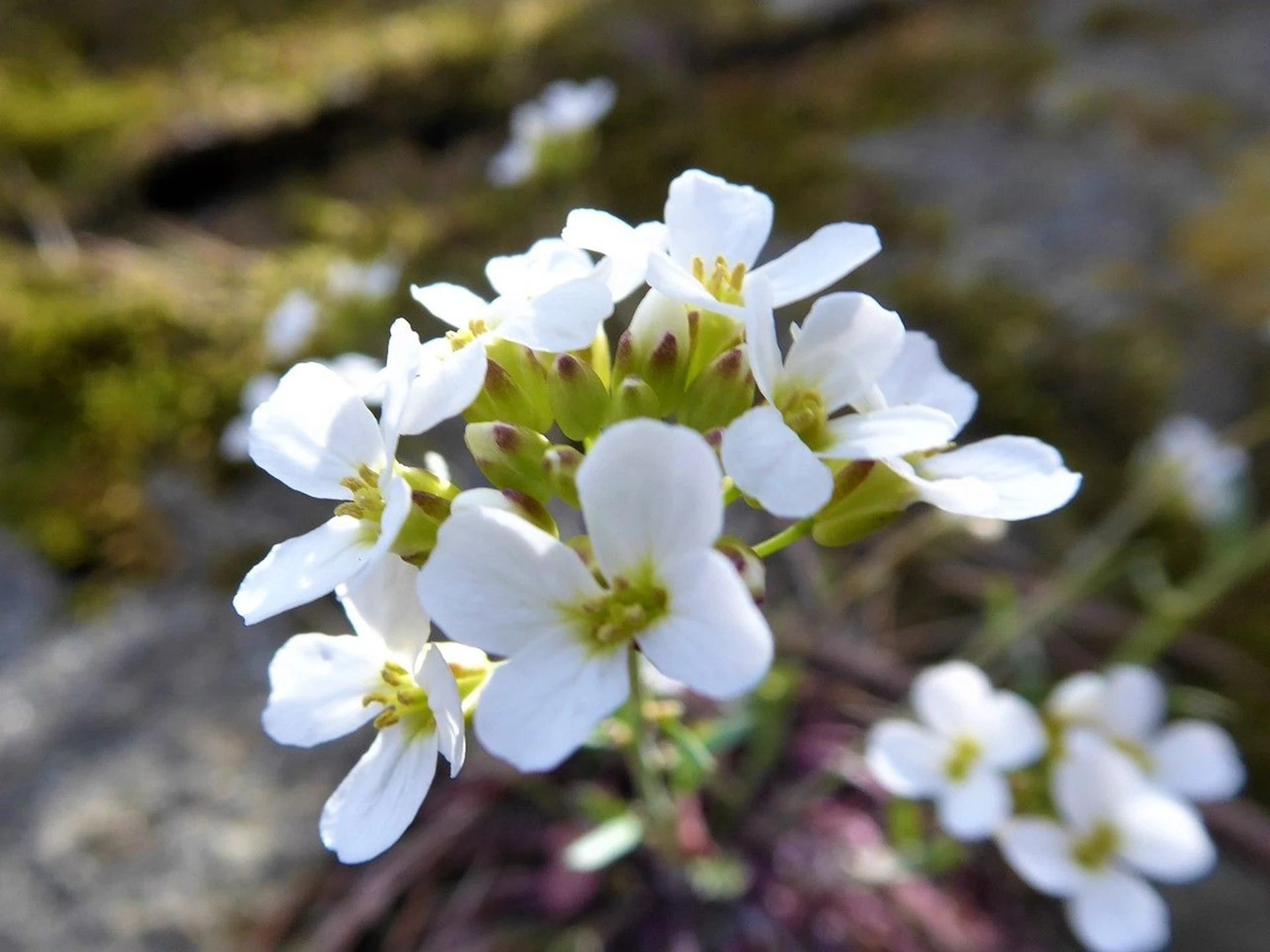 White Rock Cress growing along garden borders
