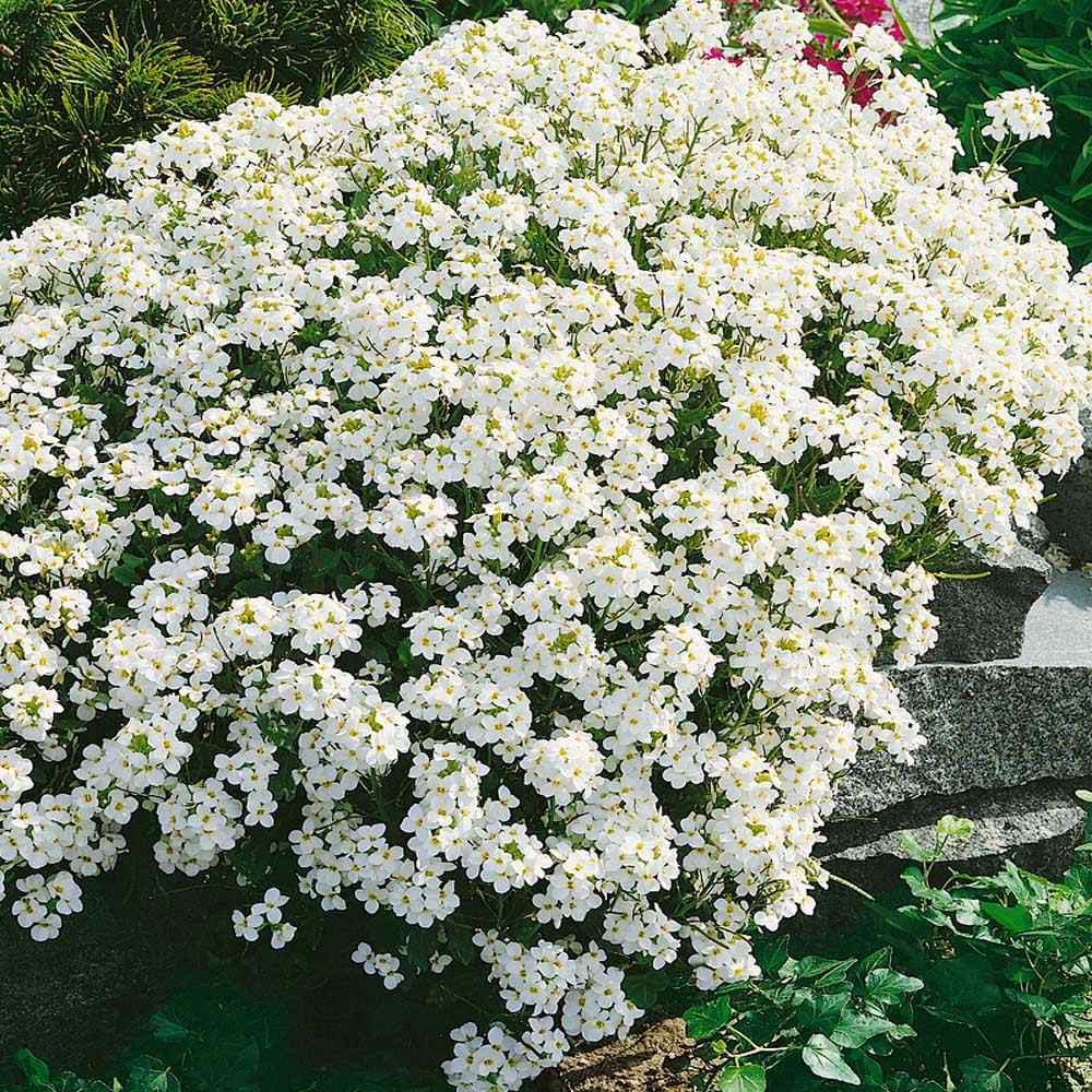 Close-up of White Rock Cress blossoms