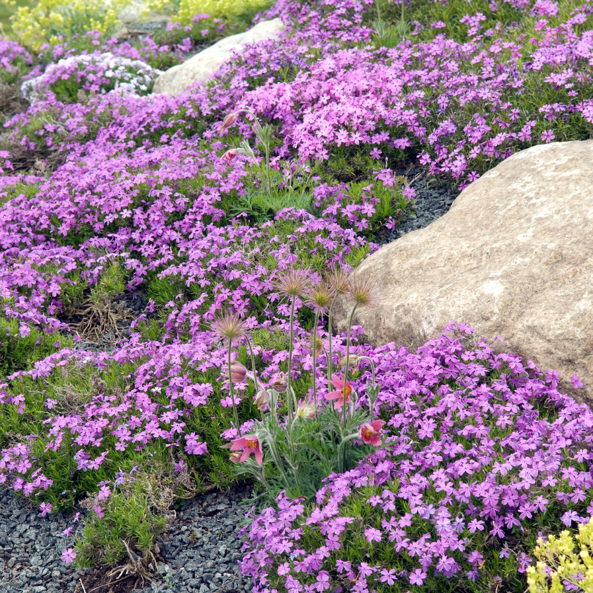 Close-Up of Vibrant Rock Cress Flowers