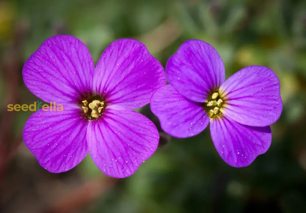 Rock Cress Flower Seeds For Easy Planting