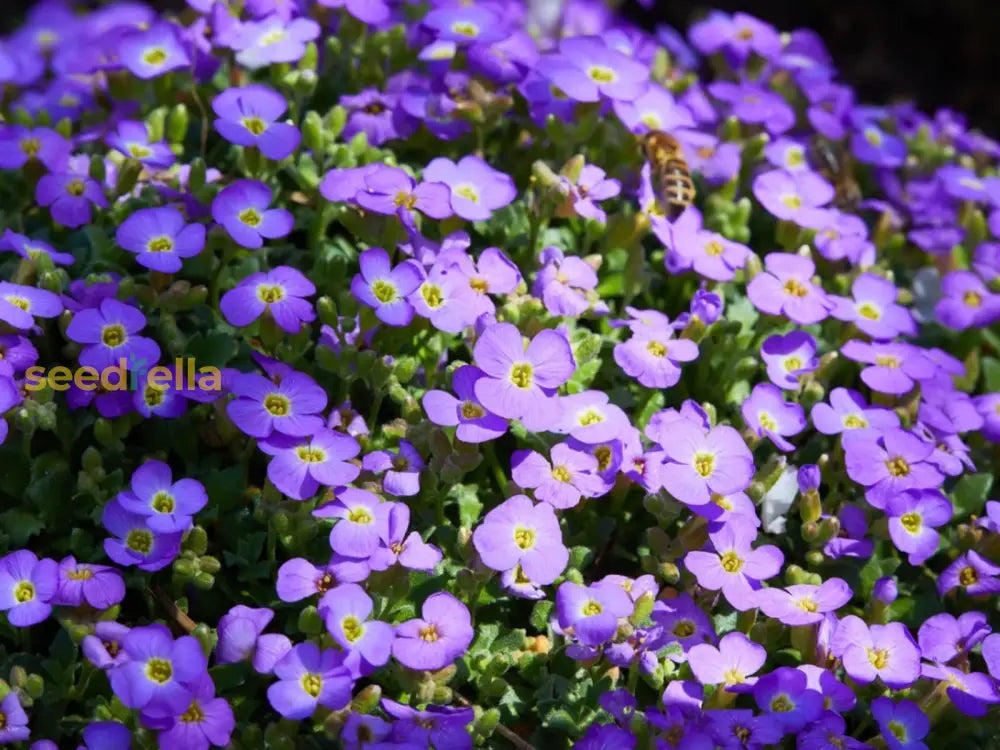 Rock Cress Flower Seeds For Easy Planting