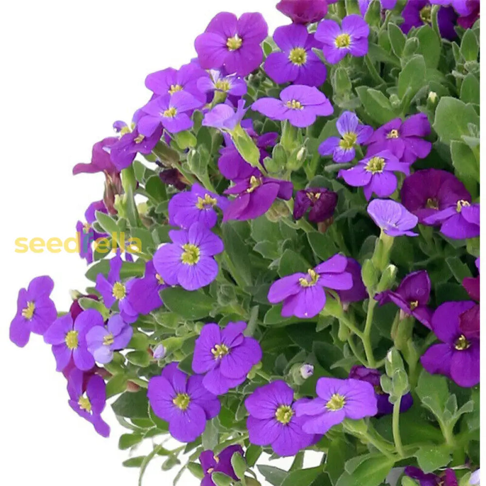 Rock Cress Flower Seeds For Planting Light Violet