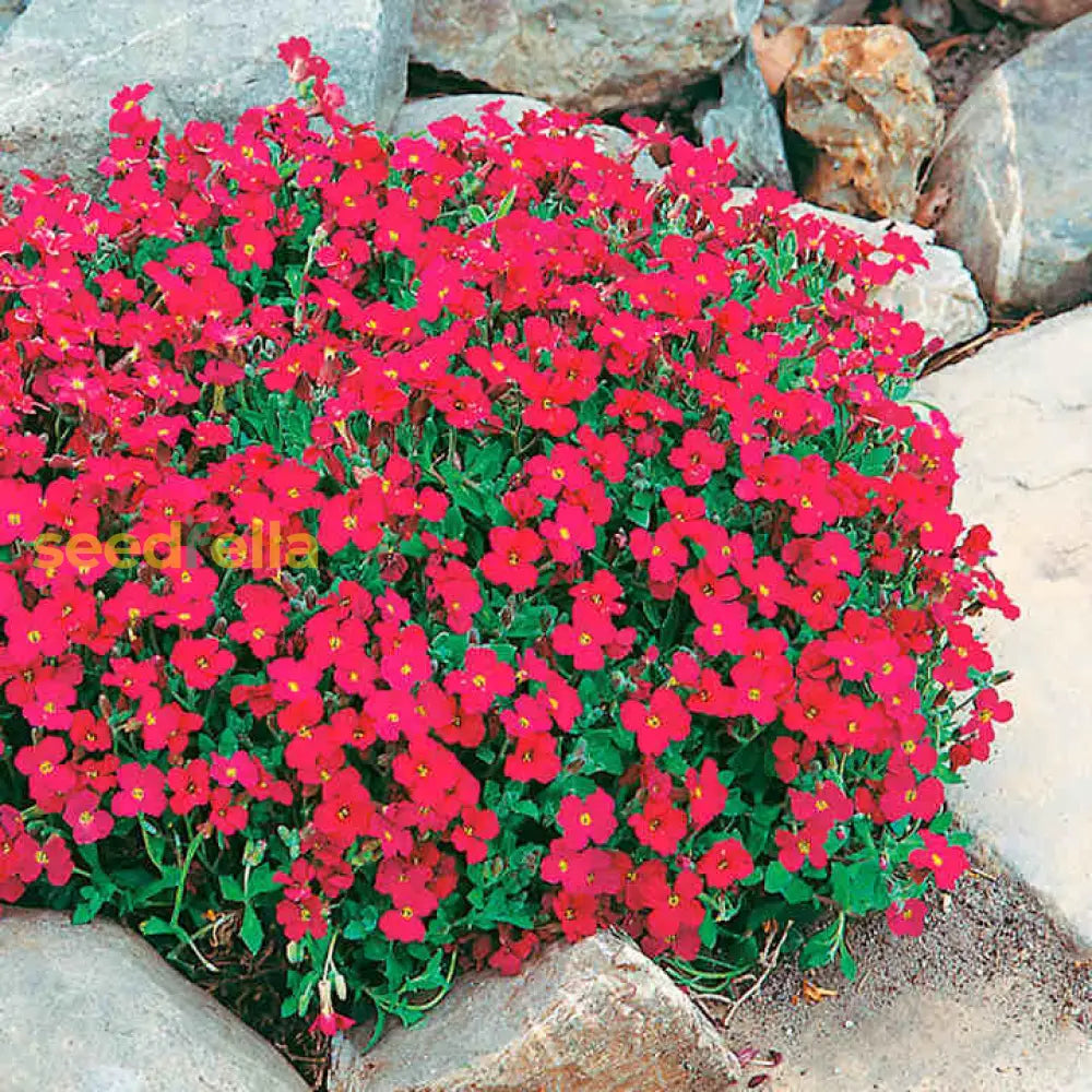 Rock Cress Flower Seeds For Planting - Vibrant Red Colorful Gardens