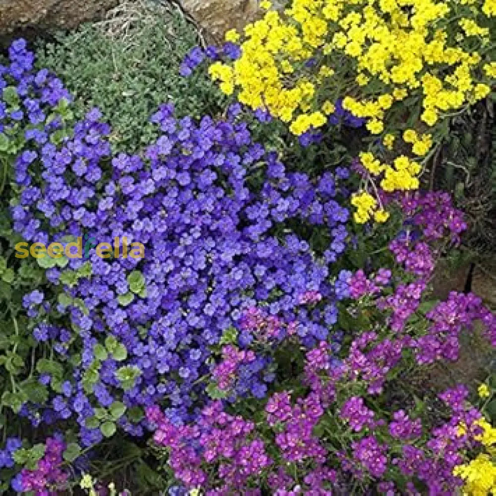 Rock Cress Flower Seeds Multi Colour Planting