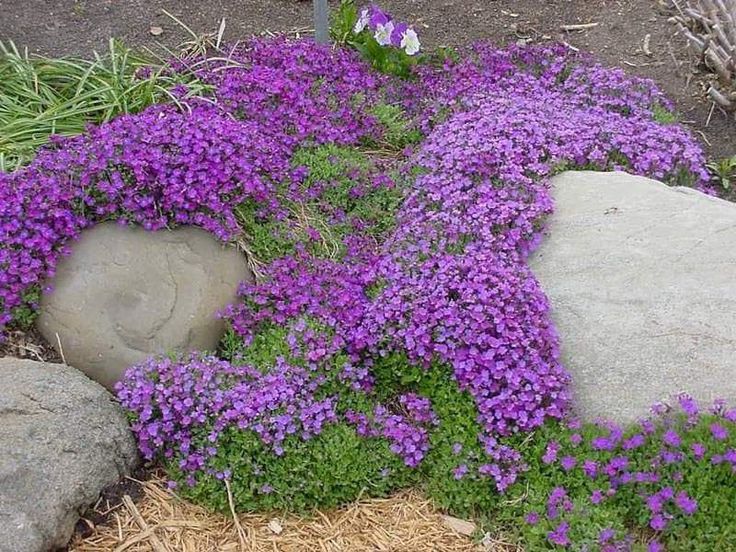 Violet Rock Cress growing along a garden border