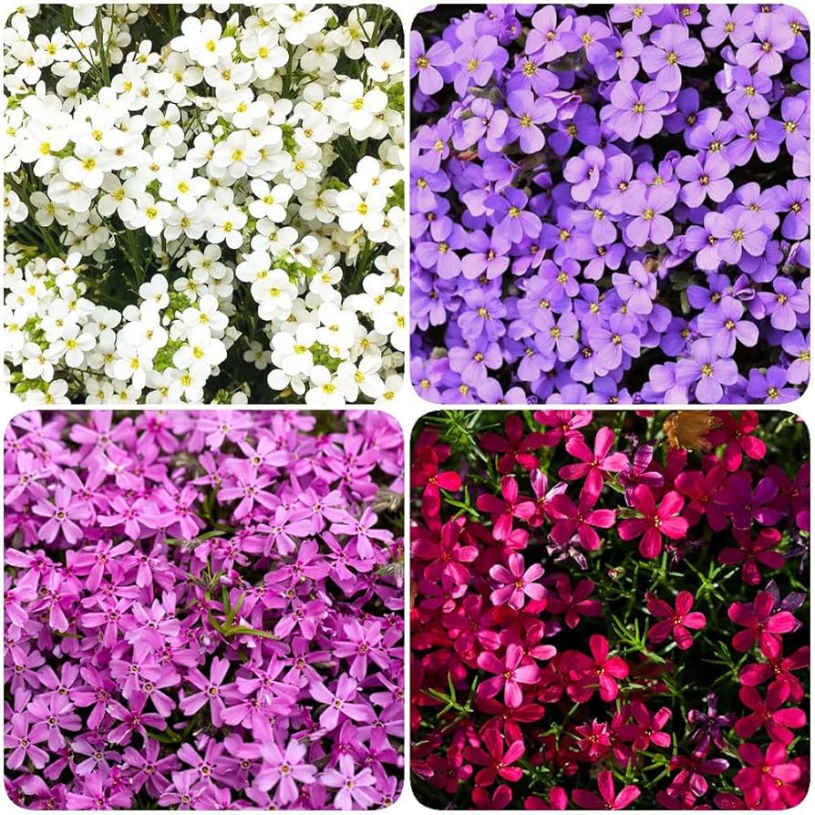 Rock Cress Flower Seeds Multi Colour for Planting