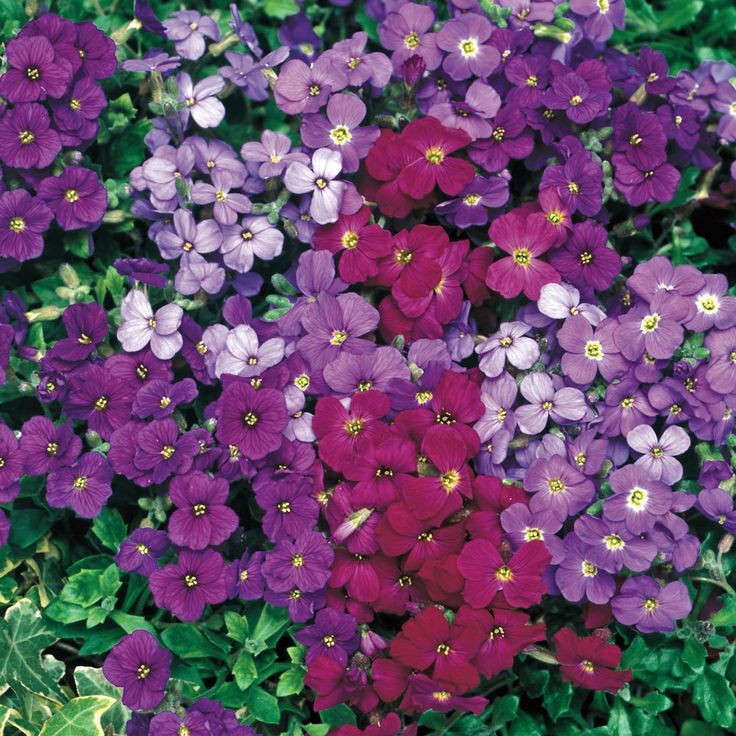 Close-up of vivid red Rock Cress flowers in full bloom