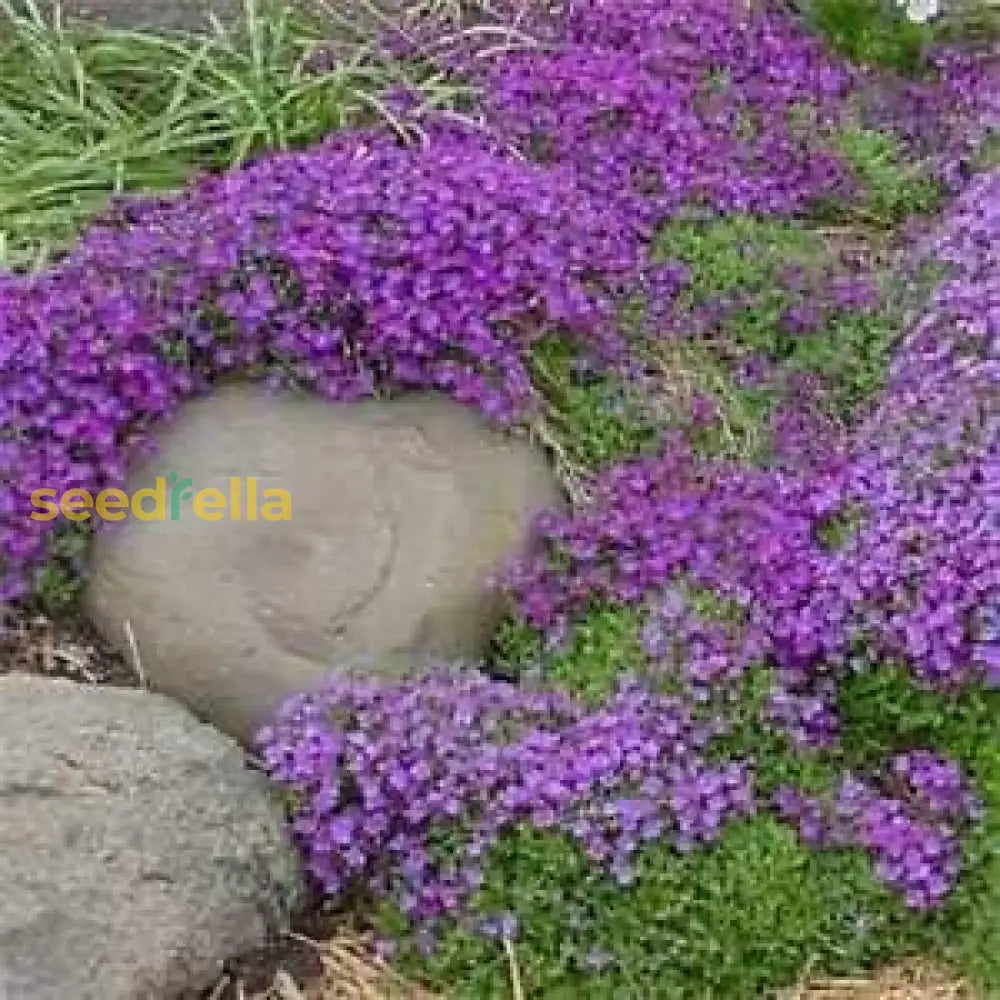 Rock Cress Violet Seeds For Planting Flower