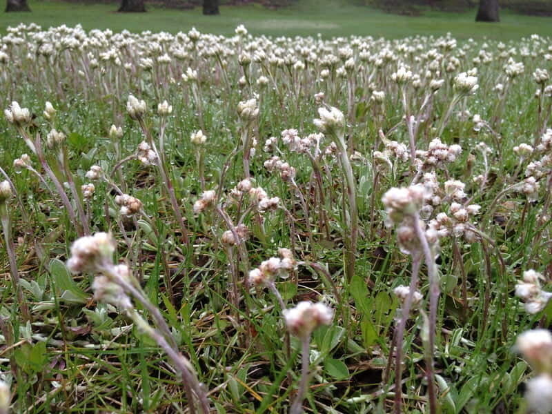 Antennaria Neglecta Growing in Rock Garden