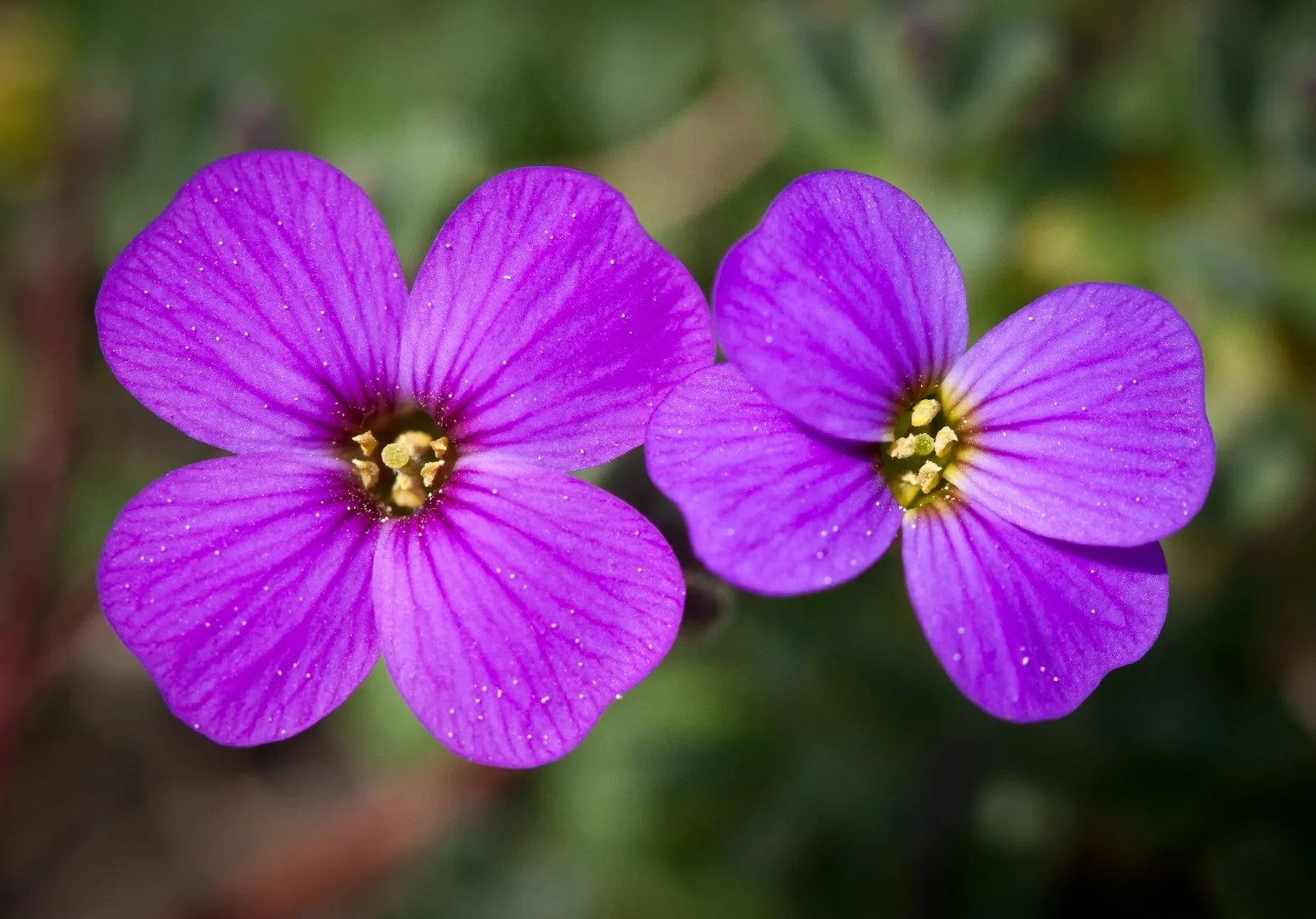 Aubrieta Flowers Used in Rock Garden Design
