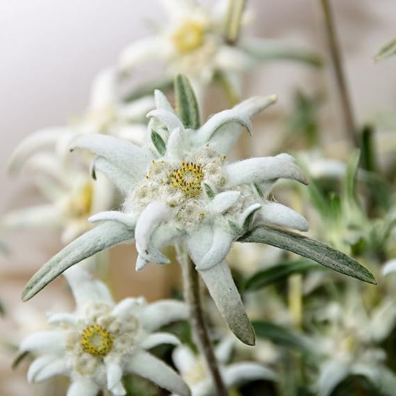 Edelweiss Flowers in Rock Garden