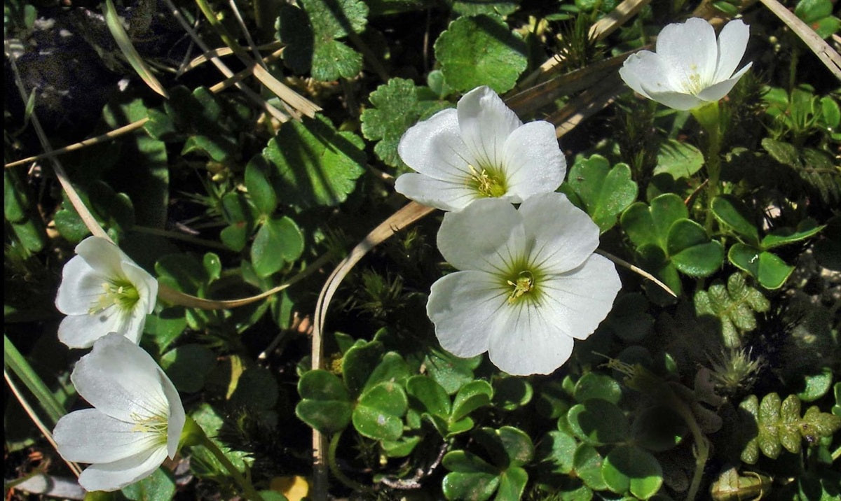 White Oxalis Laciniata Flowers in Rock Garden