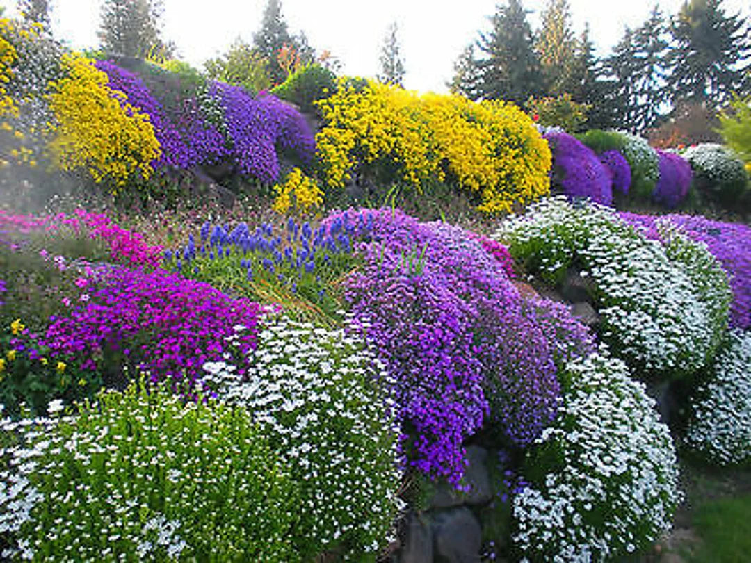 Close-Up of Rockery Plant Flowers in Mixed Colors