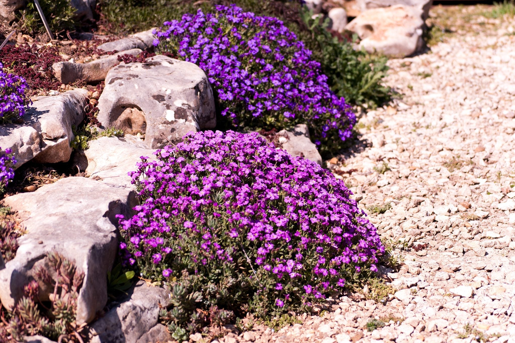 Rockery Flower Plants Enhancing a Rock Garden Design