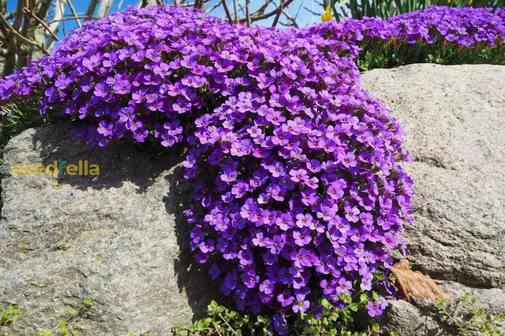 Rockery Plant Flower Seeds For Unique Garden Planting