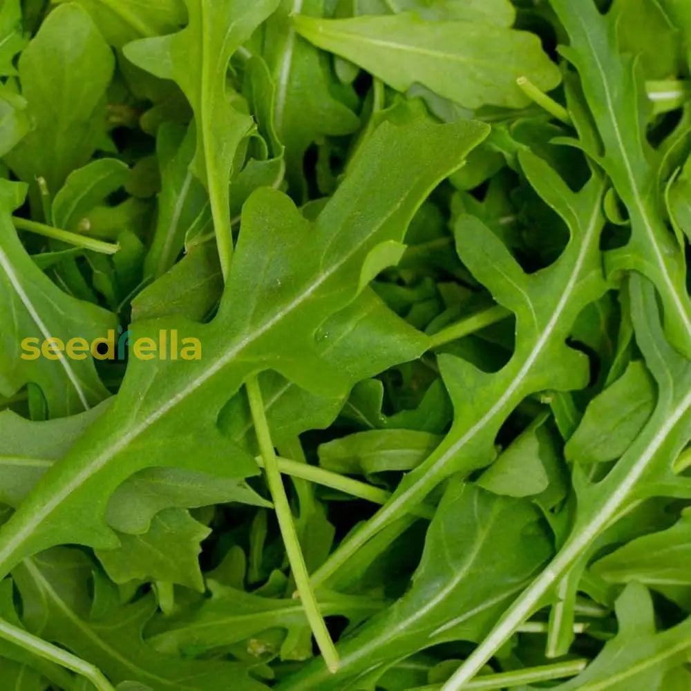 Rocket arugula leafy green seeds cool season gardening