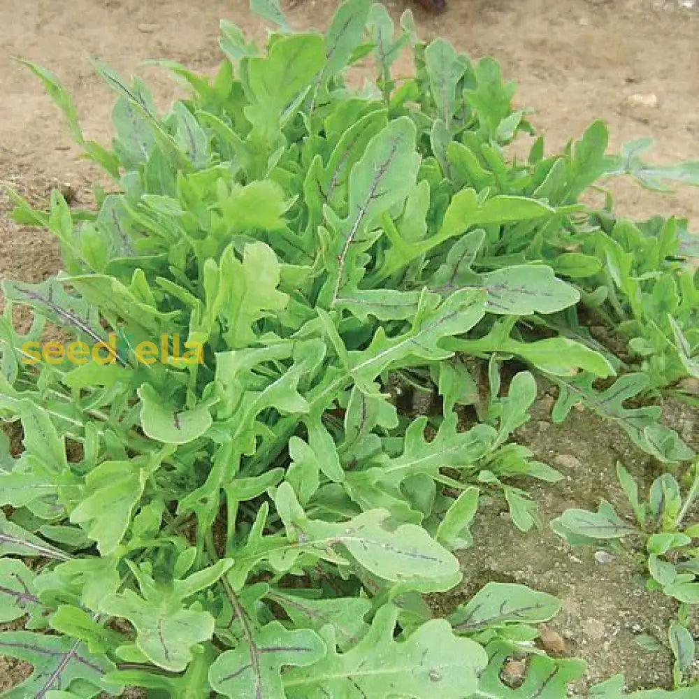 Rocket greens seedlings sprouting in soil