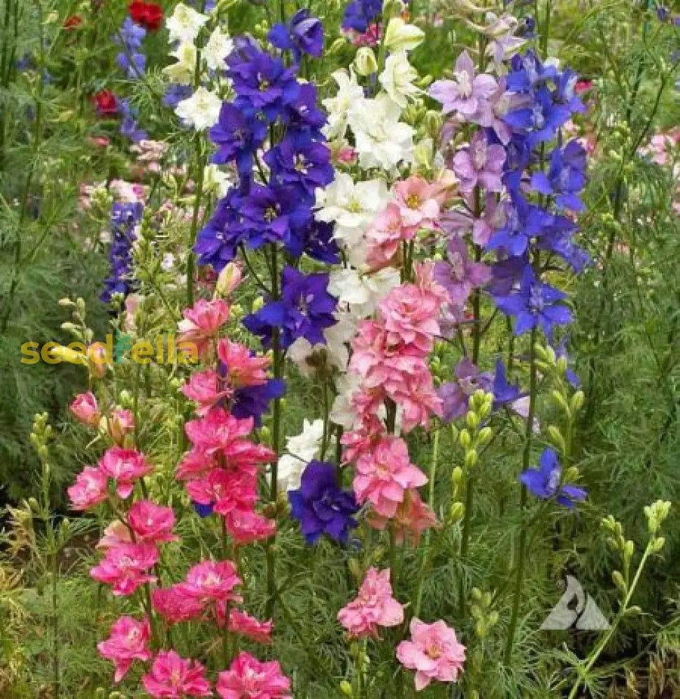 Rocket Larkspur Flower Seeds For Beautiful Garden Blooms