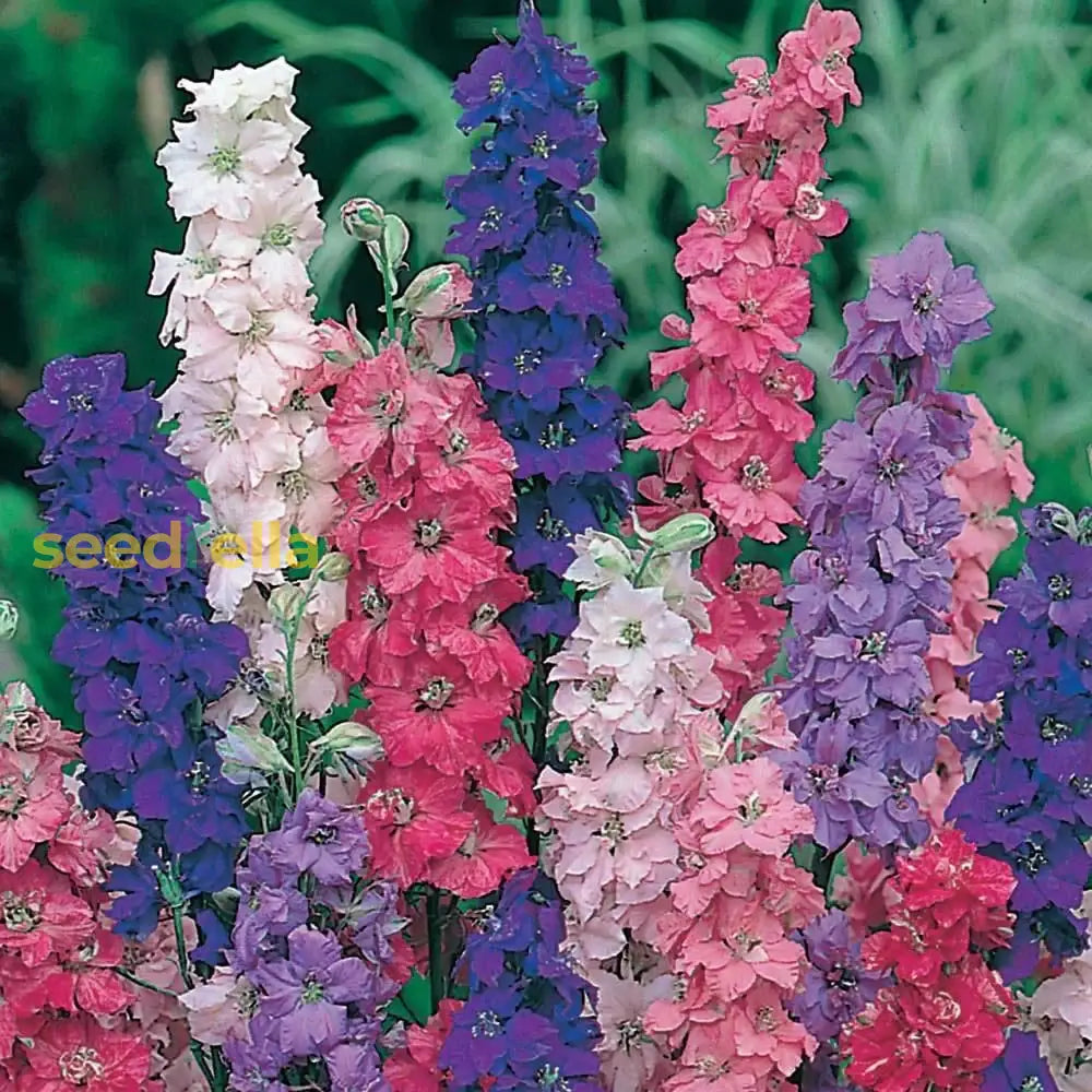 Rocket Larkspur Flower Seeds For Beautiful Garden Blooms