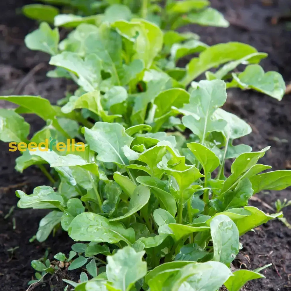 Rocket Plant Vegetable Seeds For Gardening & Planting