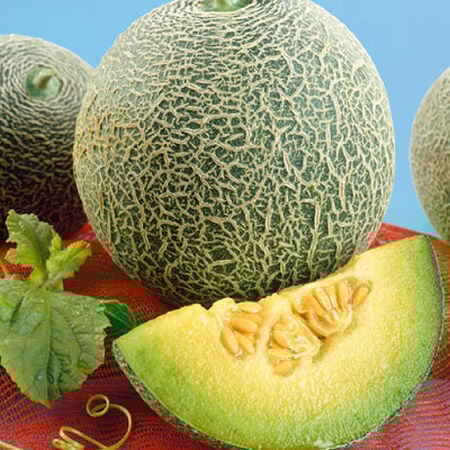 Freshly harvested Rocky Ford Cantaloupe melons