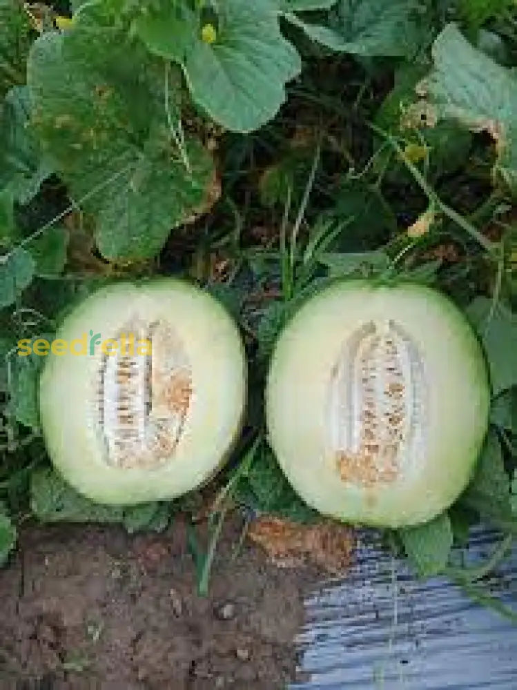 Rocky Ford Melon Seeds for Planting Sweet Heirloom Variety
