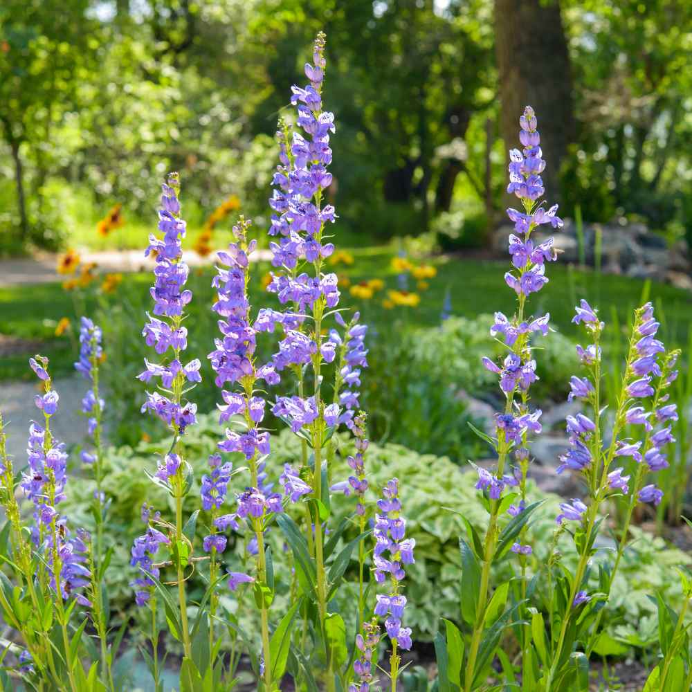 Blue Penstemon Strictus Flower Seeds For Planting