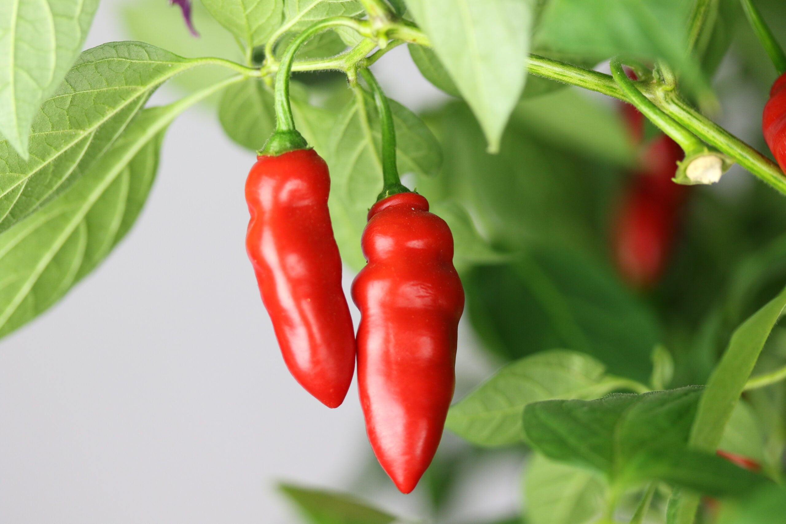 Rocoto Aji Largo pepper seeds for planting