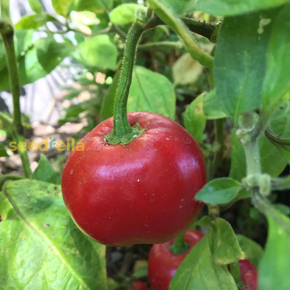 Rocoto Manzano seeds for planting in home gardens