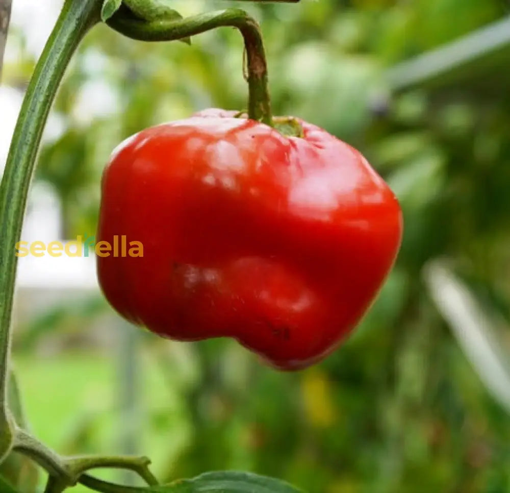 Non GMO Rocoto pepper seeds easy to plant