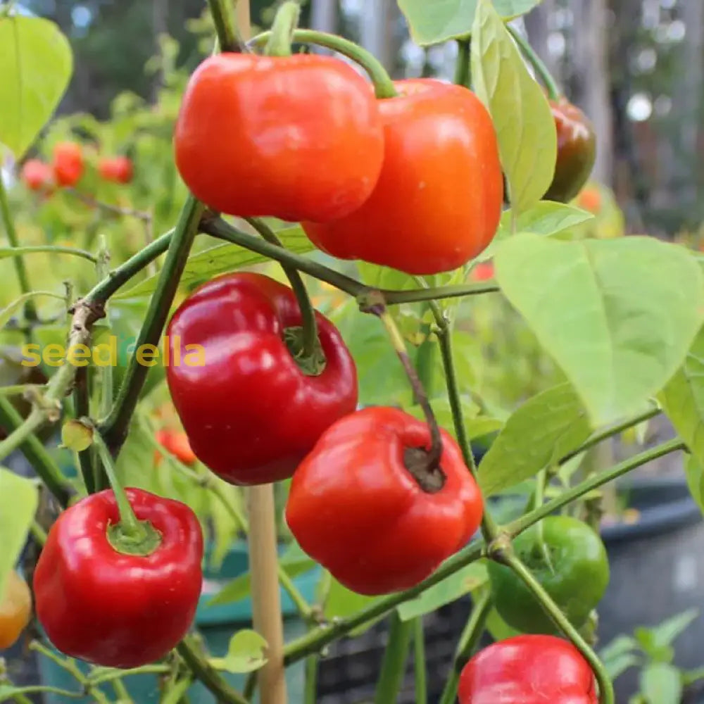 Rocoto Vegetable Seeds For Planting - Grow Your Own Spicy Peppers Seeds