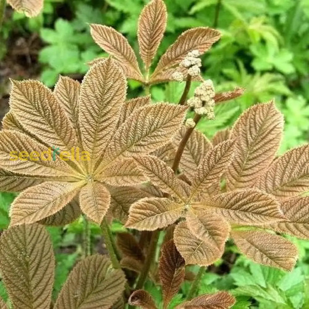 Rodgersia Henrici Plant Seeds For Planting Brown