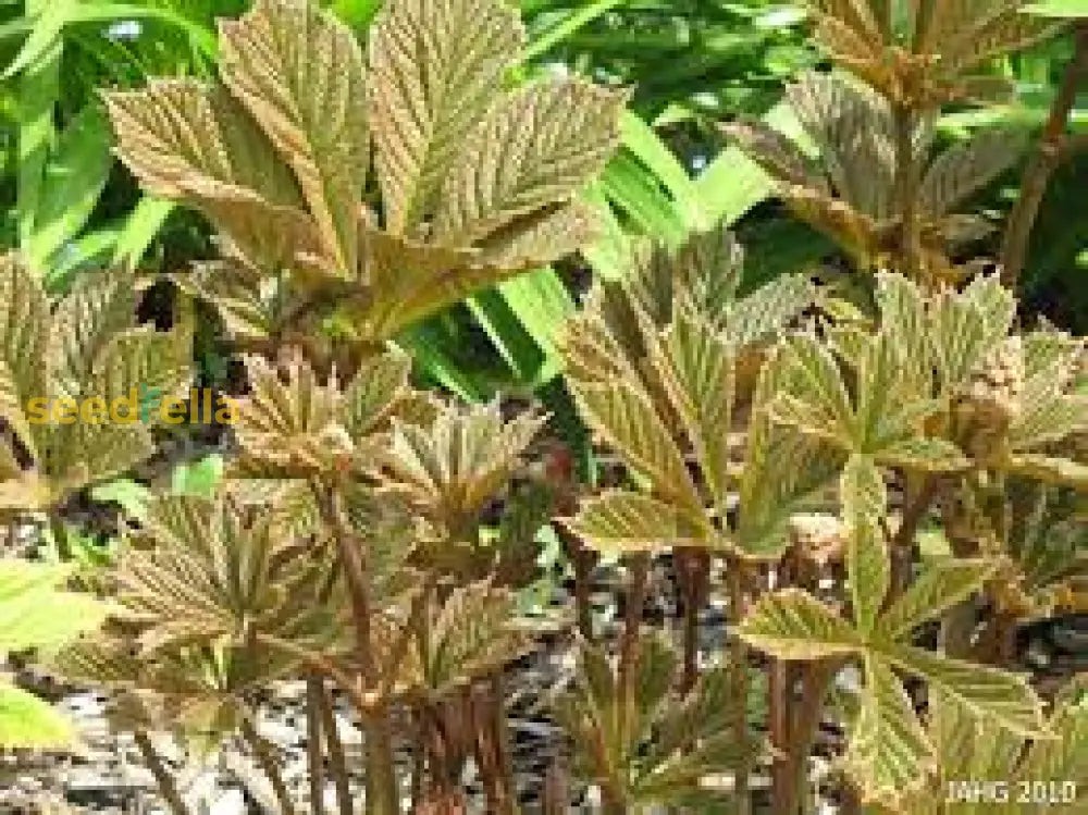 Rodgersia Henrici Plant Seeds For Planting Brown