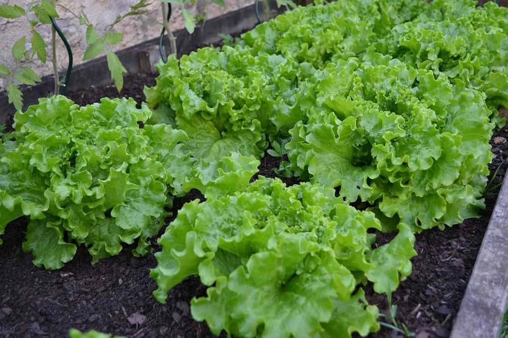 Closeup of high-quality Lactuca sativa Romaine Lettuce seeds