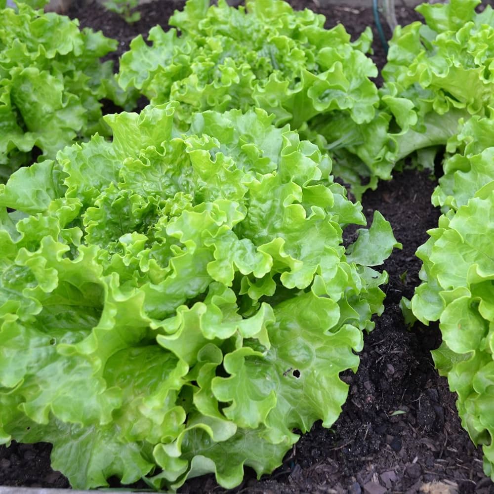 Romaine Lettuce plants growing in a home vegetable patch
