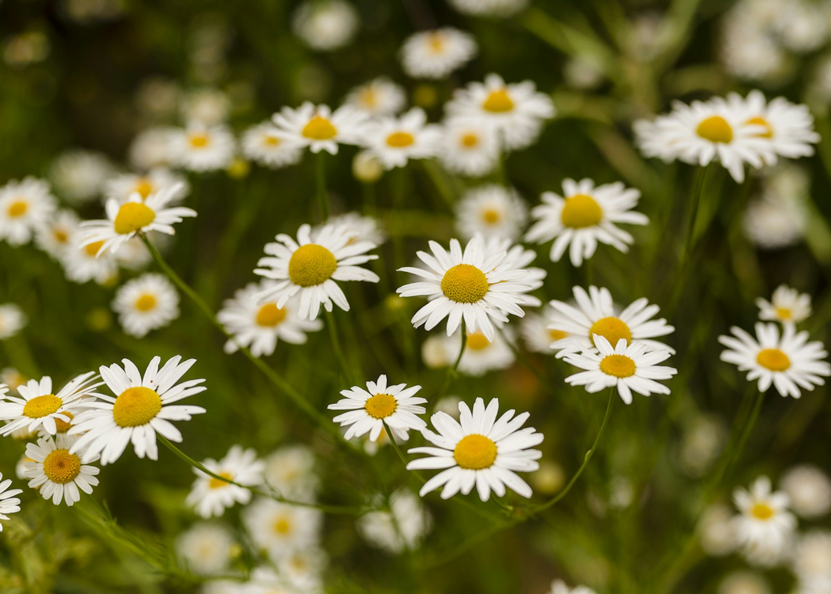 Roman Chamomile daisy flowers grown from seeds attracting pollinators