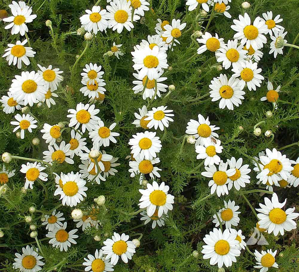Chamomile herb plants growing in a sunny garden