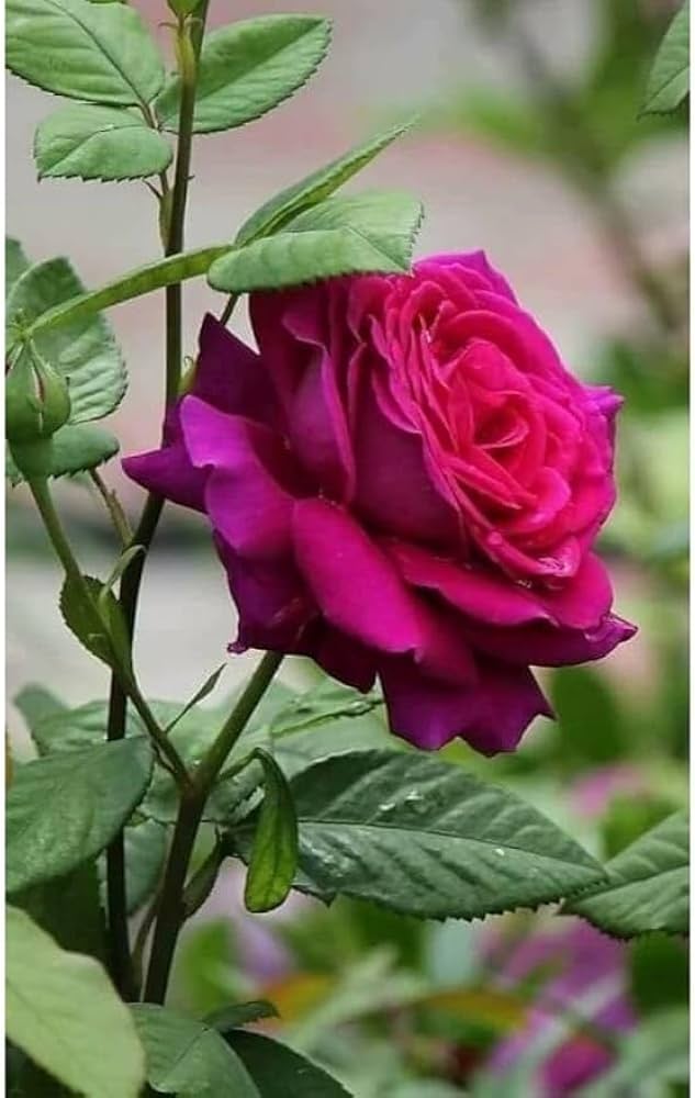 Romantic Dark Pink Rose Seeds for floral gardens
