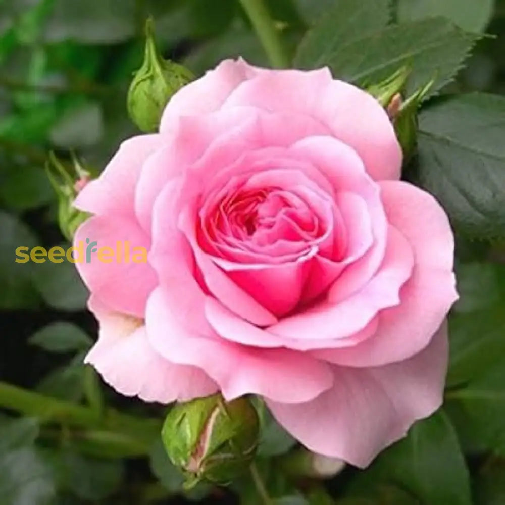 Romantic Light Pink Rose Seeds For Your Garden  Perfect Planting Choice Flower