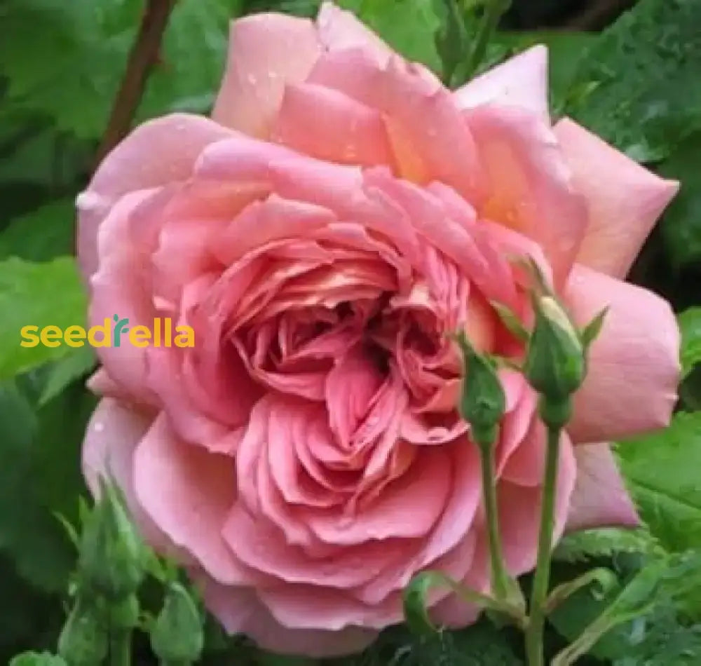 Romantic Light Pink Rose Seeds For Your Garden  Perfect Planting Choice Flower